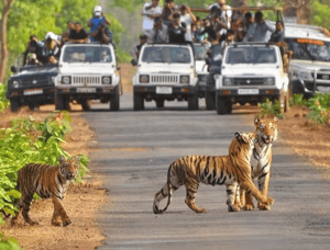 Jim Corbett