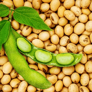 Soybean