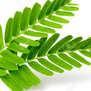 Tamarind leaves