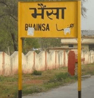 Bhainsa