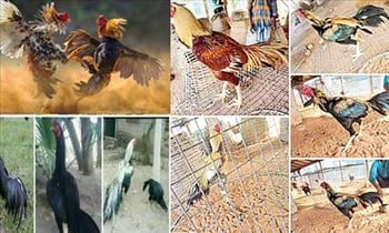 సంక్రాంతి పందెం: పందెం కోళ్లలో ఎన్ని ర‌కాలో తెలుసా... ఇవే టాప్‌..