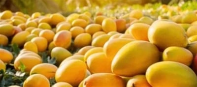 India sends Mangoes to these countries - The Country In Top Is a Muslim Nation