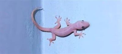 Simple tricks to keep them out naturally - No More Lizards