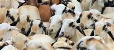 Government Offers Up to ₹50 Lakh Through NLM — Here’s How to Apply and Benefit