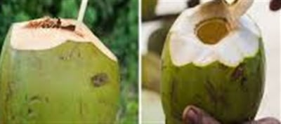 Specialists Warn Now Not To Directly Drink Water From Coconut