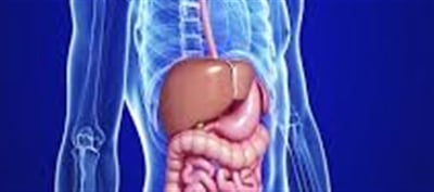 Why Your Digestive System Holds The Key To Health