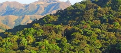 Rajasthan's Woodland-Established Groups at a Crossroads