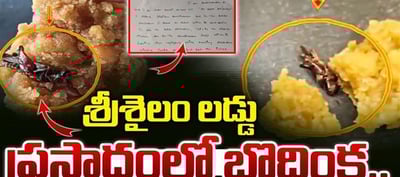 శ్రీశైలం లడ్డులో బొద్దింక.. దేవుడుతోనే ఆటలా.?