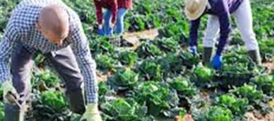 Farmers Benefit From Free Horticultural Plantations For Enhanced Productivity.