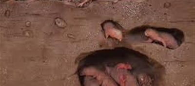 This animal can build a tunnel of up to 15 feet in an hour!