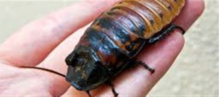 Cockroach Ruling World Scientific Name of the Largest Cockroach in the World
