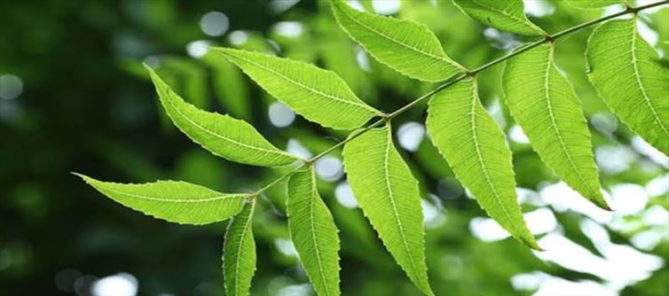 వేపతో ఇలా చేస్తే అన్ని ముఖ సమస్యలు మాయం?