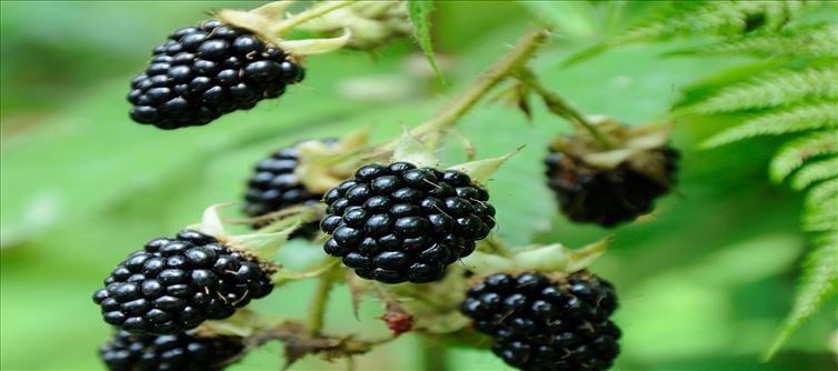 Try to eat this fruit for crystal clear skin!!!
