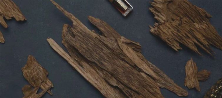 10 Grams Of This Wood Costs As Much As 1 Kg Of Gold - Here's Why