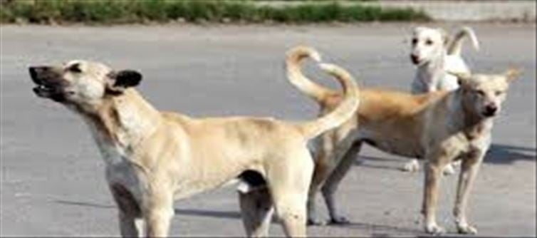 1.18 lakh people affected by dog bites in 75 days..!?
