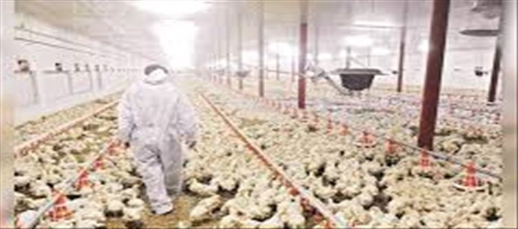 Another tension starts after Corona...!? Severe case of bird flu..!?