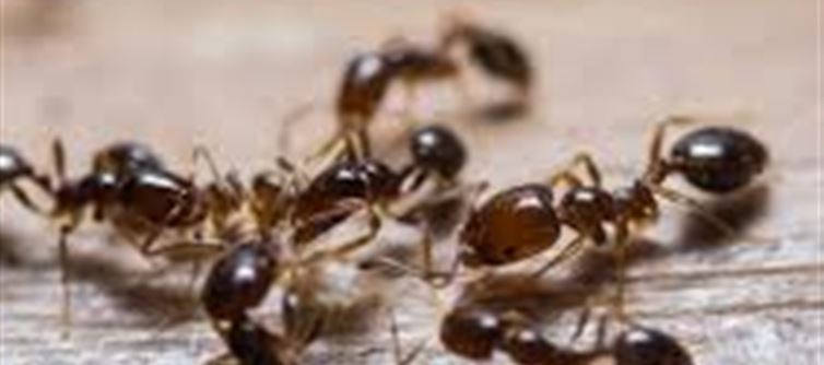 Ant Destruction in Germany..!? Electricity, Internet Outage!?