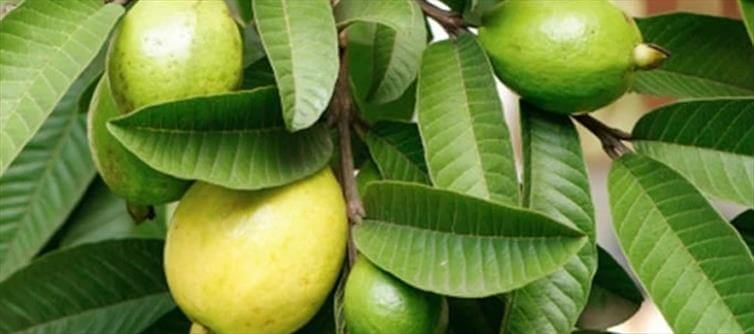 Boil these green leaves in water and drink the water on an empty stomach in the morning