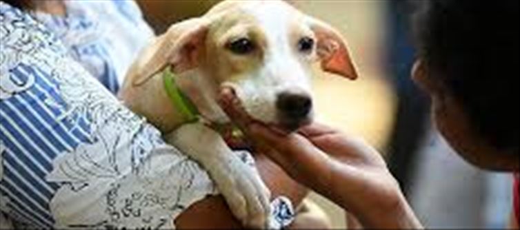 Chennai municipal body announced strict rules for pet dogs...