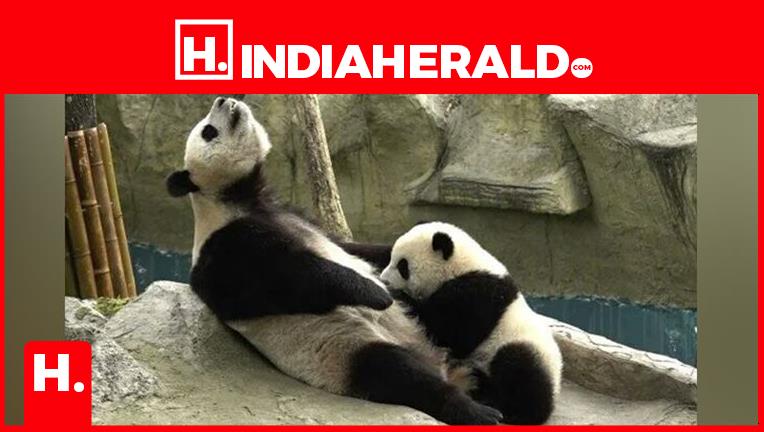 China Weaponizes Pandas — Japan Is the First Casualty