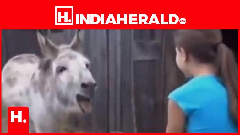 Donkey Reunites With Little Girl - Internet Cries