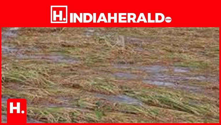Farmers in TN delta districts reel under rain damage, delay