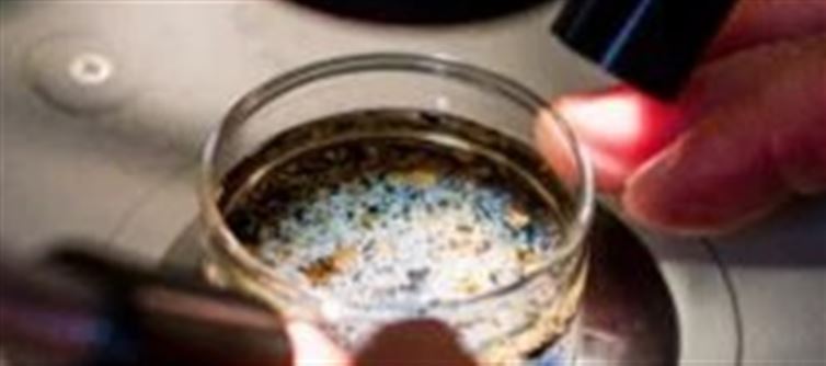 Getting Pregnant Is Under Threat - Microplastics Are now inside Human Ovaries