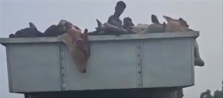Death of cow slaughter accused in Mandi Samiti of Moradabad