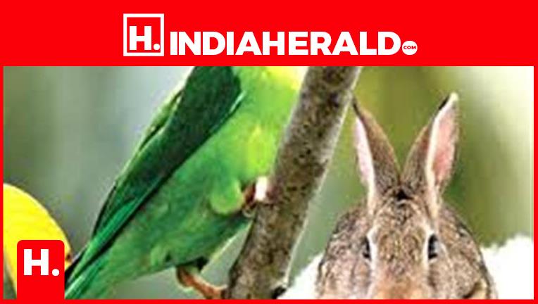 How Parrots and rabbits can look behind without turning the