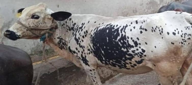 Lumpy virus skin disease causes and Prevention...
