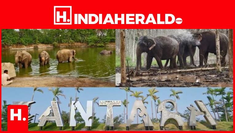 Mukesh Ambani’s Son Built a ‘Sanctuary.’ It May Be the World’s Biggest Wildlife Crime Scene.