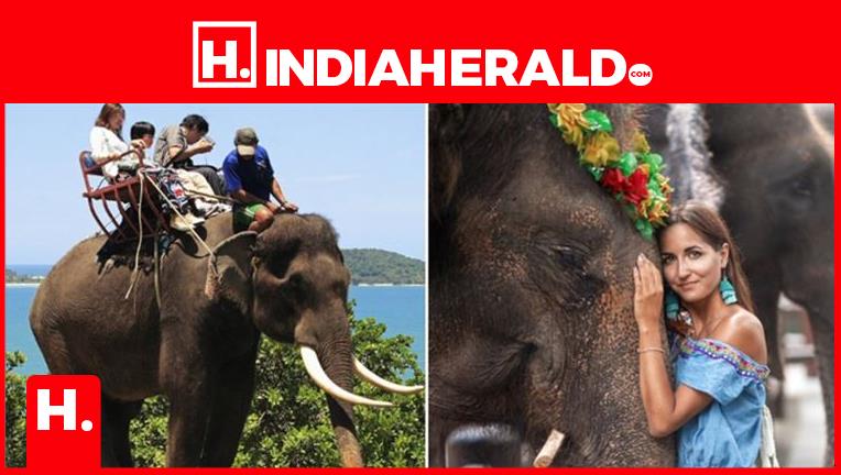 No More Elephant Rides — Indonesia Draws a Hard Line for Animal Welfare