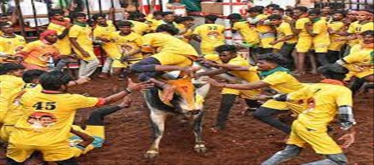 Palamedu Jallikattu: 1,000 bulls and 700 tamers taking part...
