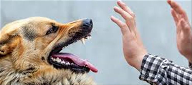 Rabies spread to dogs..!? Secretary orders to control..!?