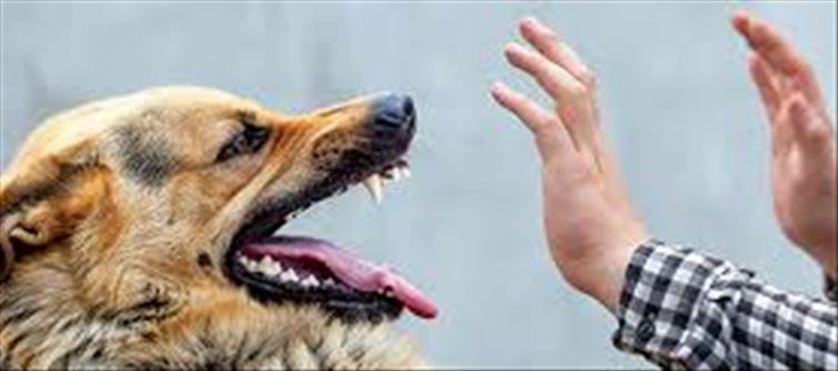 Rabies spread to dogs..!? Secretary orders to control..!?