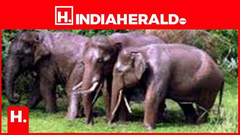 Relief Ordered for Man Injured in Wild Elephant Attack in E