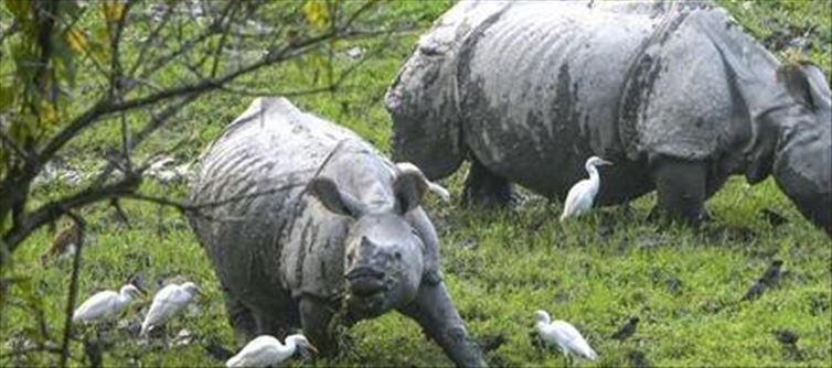 Rhinoceros kills 30-yr-vintage farmer in Kaziranga country wide Park