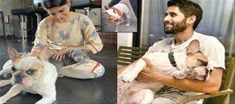 Samantha's pet dog in Naga Chaitanya's video..!? Suspicious?