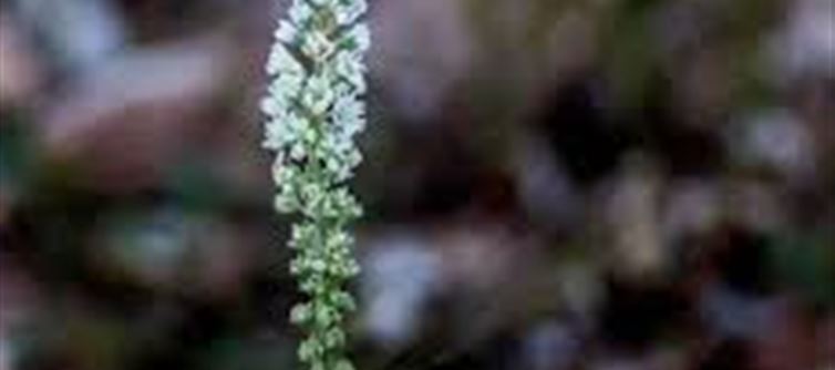 Saudi Arabia's drought-resistant plant in India..!?