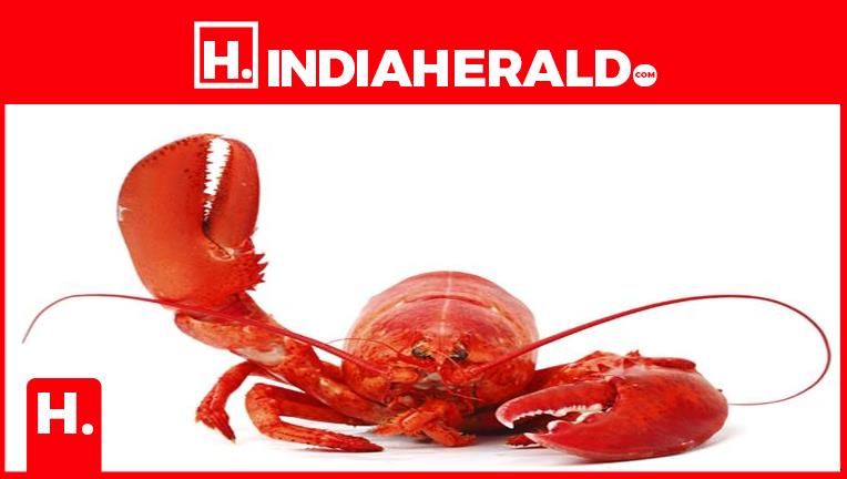 Sea Secrets Illuminate Space Mysteries.