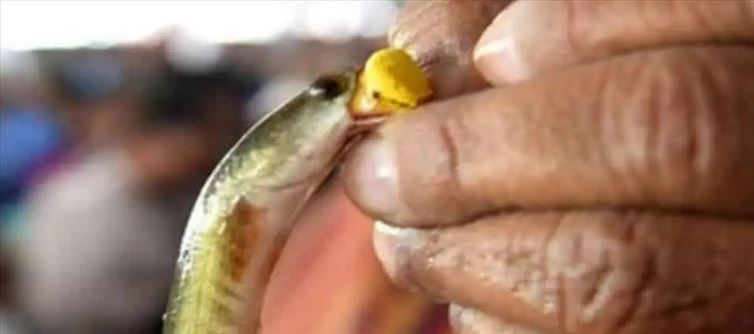 Telangana Hyderabad - Fish prasadam distribution to begin on June 8