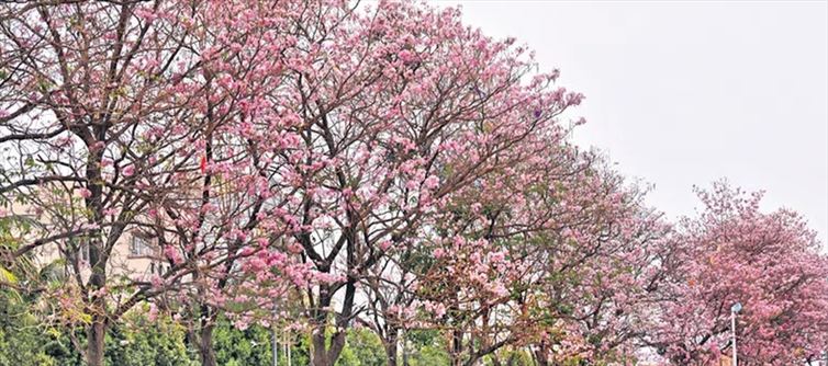 Telangana - Trees paint Hyderabad in shades of pink