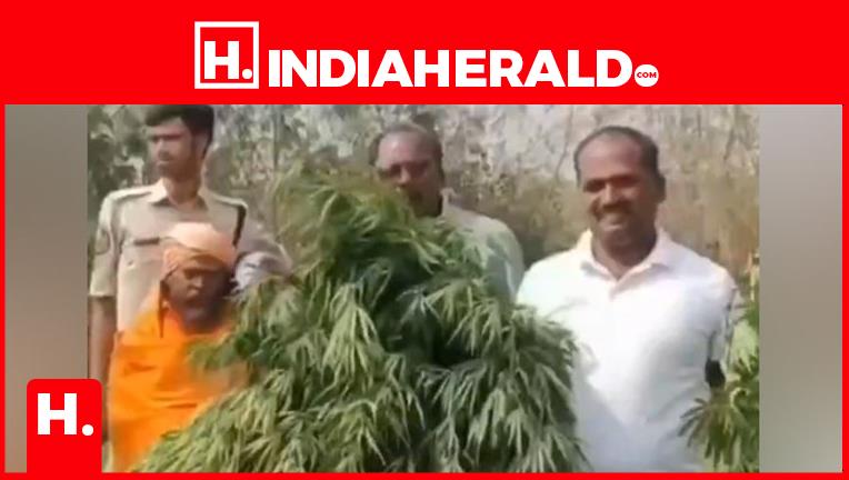 Temple Priest Arrested With ₹70 Lakh Weed — But Cinema Is the Problem?
