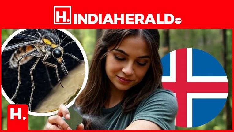The Last Mosquito-Free Land Just Fell: Iceland Invaded by Bloodsuckers