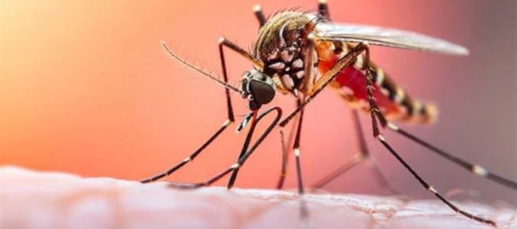 This is the only country on Earth where no mosquitoes, snakes exist...