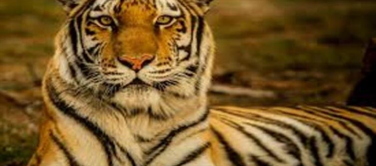 मध्य प्रदेश से 8 साल बाद लौटा बाघ
