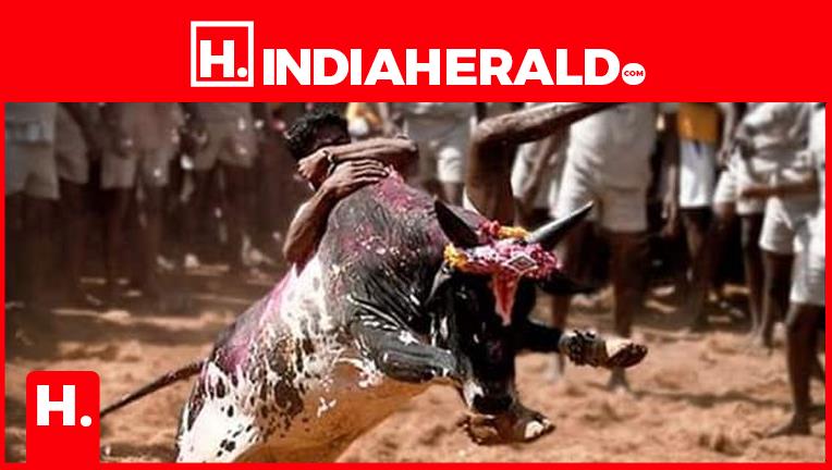 Tragic Jallikattu - 7 Including Spectators Dead and More Th