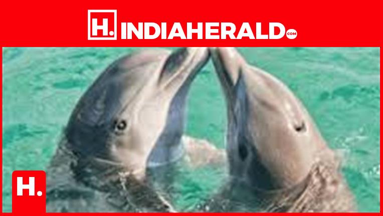 Which Day Is Celebrated On 6 July?