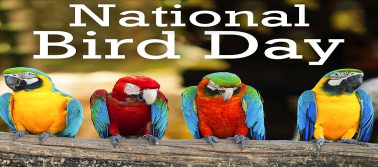 Why do we celebrate National Birds Day?