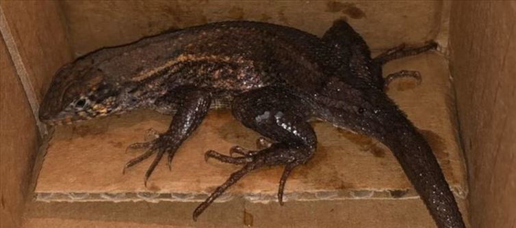 Woman shocked to find giant lizard in Amazon package instead of air fryer